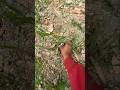 mini#speaker#throw#test##for  viral##trending##shorts#2026