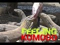 FEEDING KOMODO DRAGONS IN SURABAYA