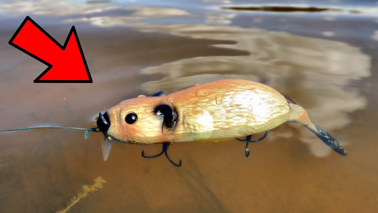 Fishing With A Crazy Beaver Lure (Insane Topwater Explosions) 