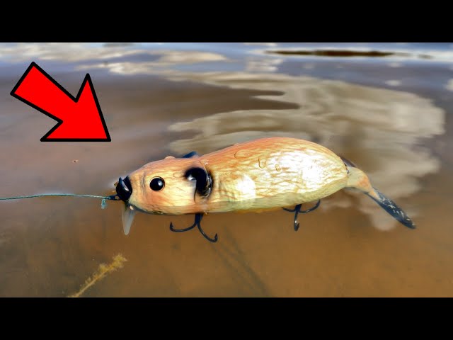Fishing With A Crazy Beaver Lure (Insane Topwater Explosions
