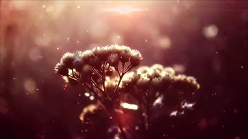 تلاوة رائعة من سورة يونس للقارئ ناصر العصفور