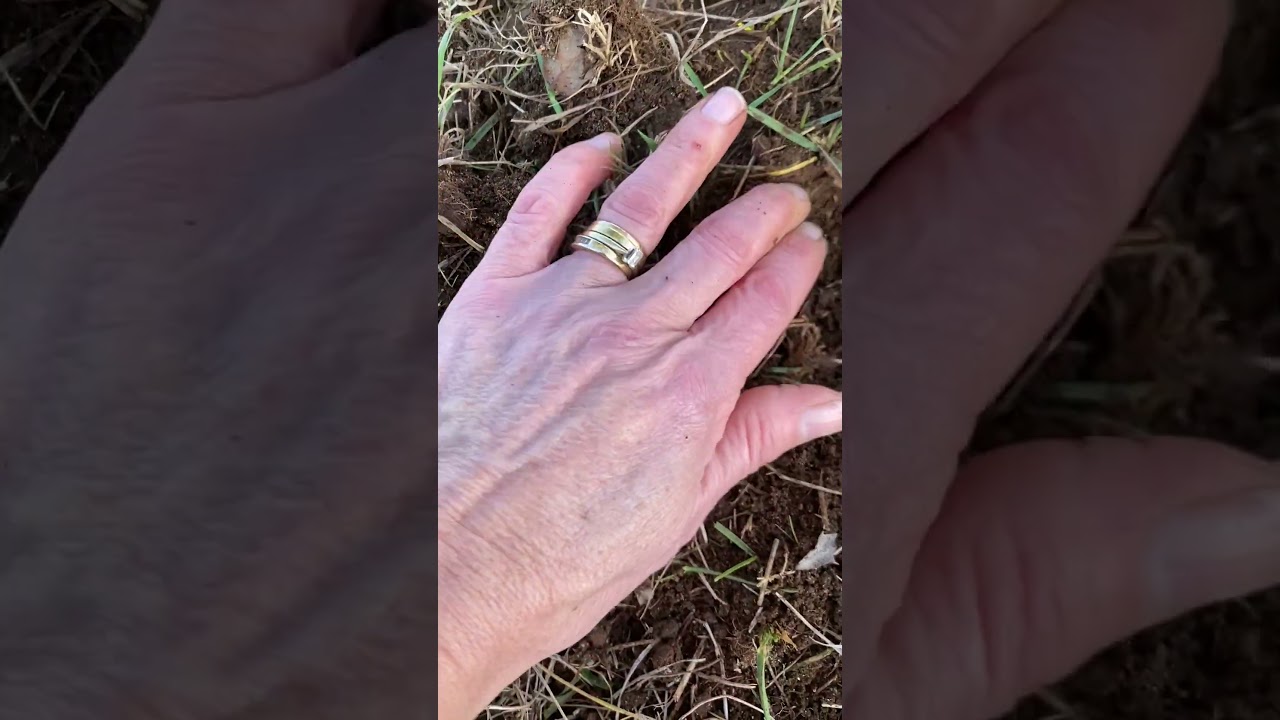 Unearthing a hard-to-find large black winter truffle 