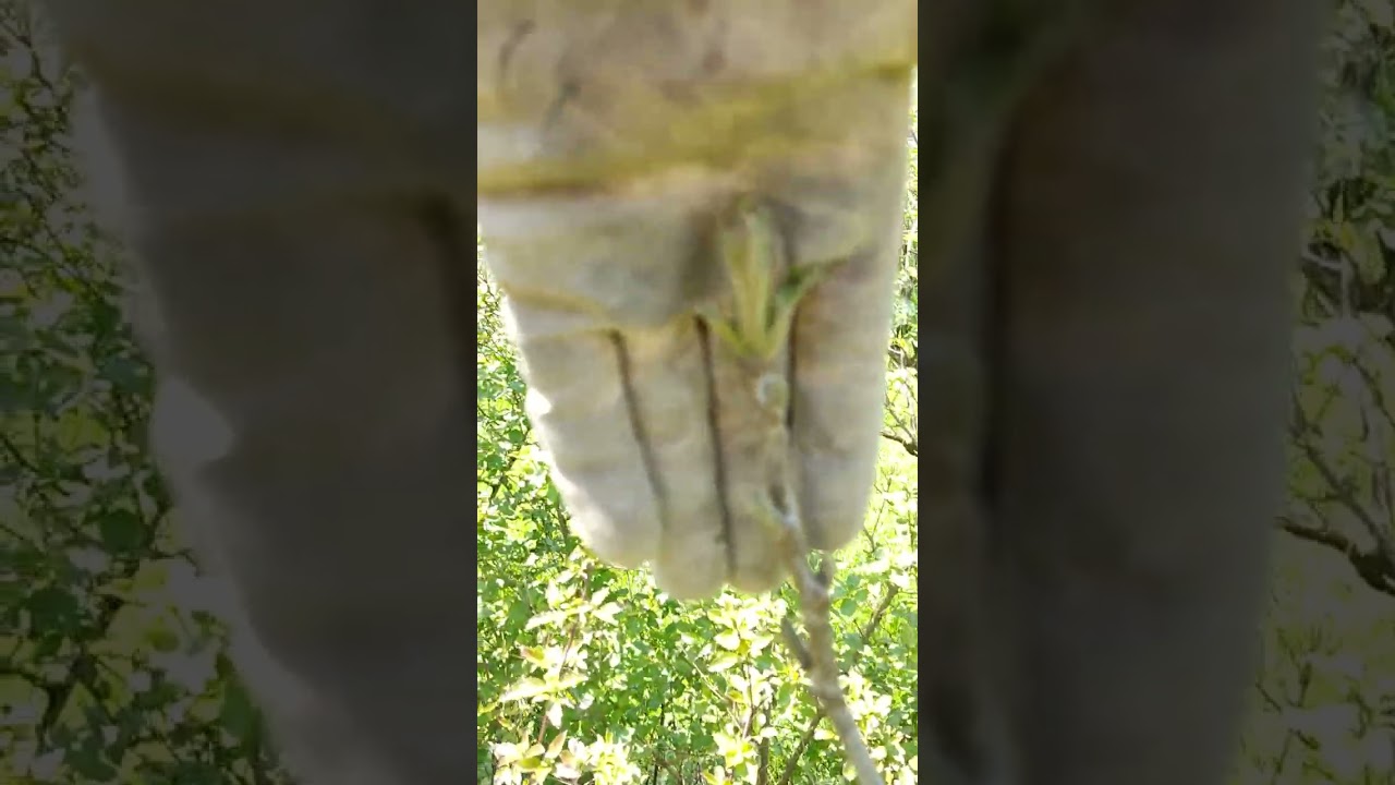 Sadnice oraha, kasne sorte, kasna sorta Bosna najkasnije sorte, domaći orah, najkasnija sorta