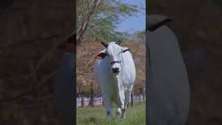 जय गऊ माता #gaumata #cow #maa #cowlover #trending #ytshorts #subscribe  #viral #shorts