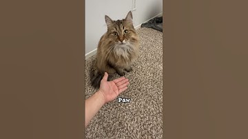 How smart are Siberian Cats?