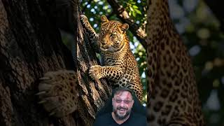 Grandes felinos @BichosAventura  #biologohenrique #animais #bichoesperto #biologo