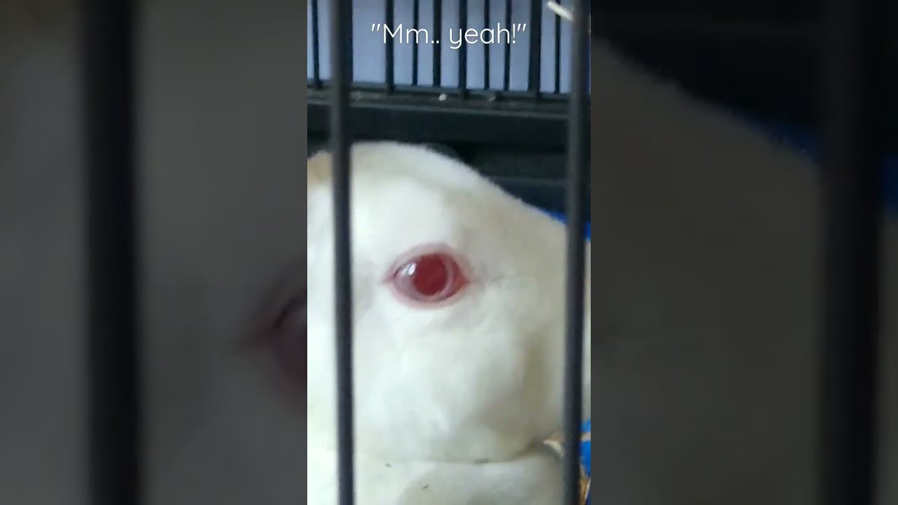 She WONT STOP EATING. rabbits rabbit fyp YouTube