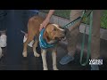 Adopt-A-Pet: Heartland Animal Shelter