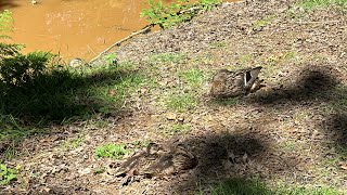 Neighborhood of Ducklings Family