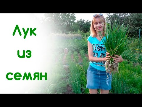 Лук на зелень из семян: выращивание