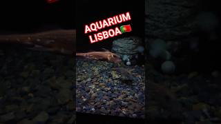 Aquarium🦈🐟 🇵🇹 #tourism #sharkattack #shorts #shortviral #shortvideo #shortsvideo #shortvideos #short