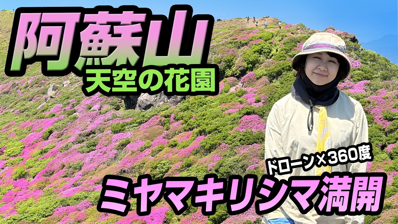 山田秋坪　花図　箱なし　MA910 阿蘇山天空の花園】満開のミヤマキリシマをドローンと360度カメラで