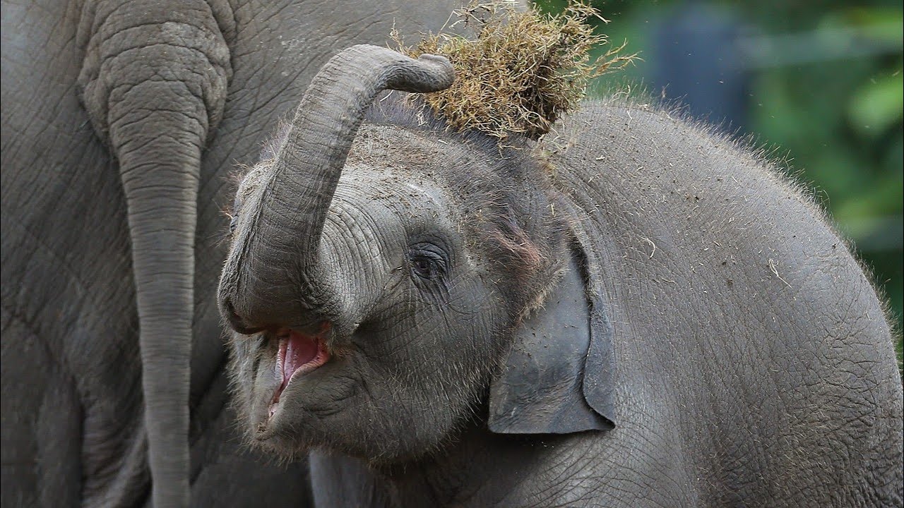 Taronga Zoo mourns the loss of 3-year-old elephant Jai Dee - YouTube