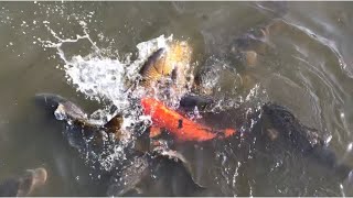 Feeding Koi Fish In The Pond With Bread Japan 池の鯉にパンをあげる日本锦鲤鱼它们爱吃面包