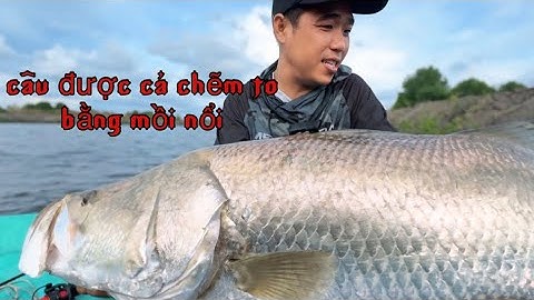 Câu cá chẽm bằng mồi nổi táp đùng đùng #chitoanfishing #fishing #cauca