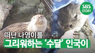 아시아에서 유일한 야생 수달 쉼터를 소개합니다!ㅣ생방송 투데이(Live Today)ㅣSBS Story