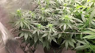Indoor  October 2020