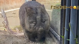 【Wombat】ファンサに余念がない営業部長 フクちゃん(コウくん庭にて) #五月山動物園 (BGMは自作です♫)