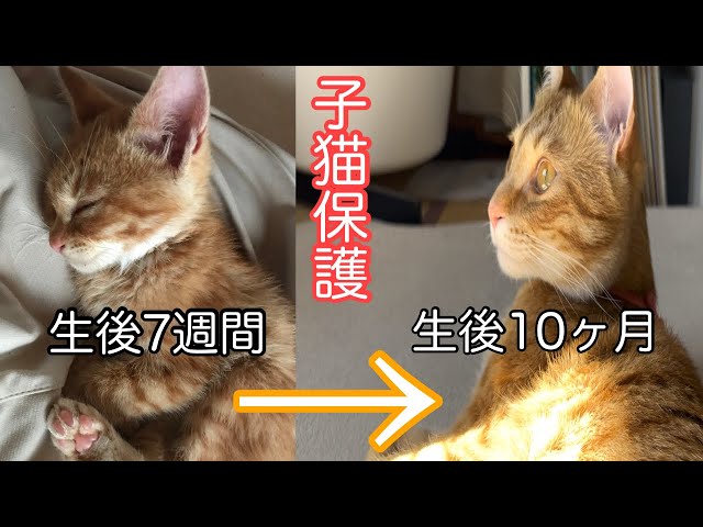 みこねこさん 子猫保護5】生後10〜11ヶ月 まったりした夜から元気