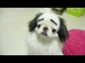Real Cartoon Dog - japanese chin の動画、YouTube動画。