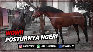 Grebeg Kandang Kuda ARJUNA STABLE (Peternakan Kuda Lombok Tengah NTB)