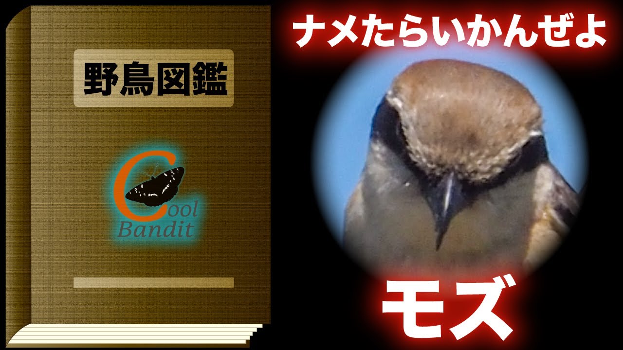 野鳥図鑑#34/モズ】リモートバードウォッチング、小さな猛禽、はやにえ