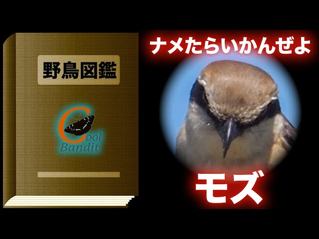 野鳥コノハズク バードカービング 木彫り野鳥 リアル野鳥 ハンドメイド