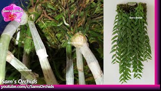 15Mounting Dendrobium aphyllum keikis Orchid update 15 (2019/12)