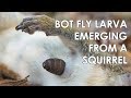 Bot Fly (Cuterebra) Larva Emerging From a Squirrel