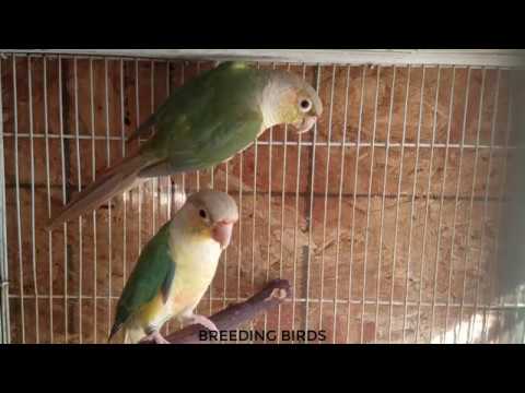 Green Cheeks Conure breeding season pair - YouTube