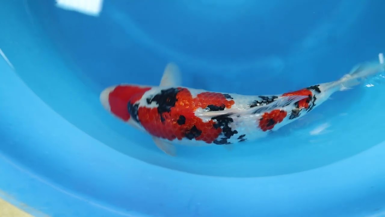 R'sコレクション2025】R's2025-160の出品鯉のご紹介！！ - YouTube