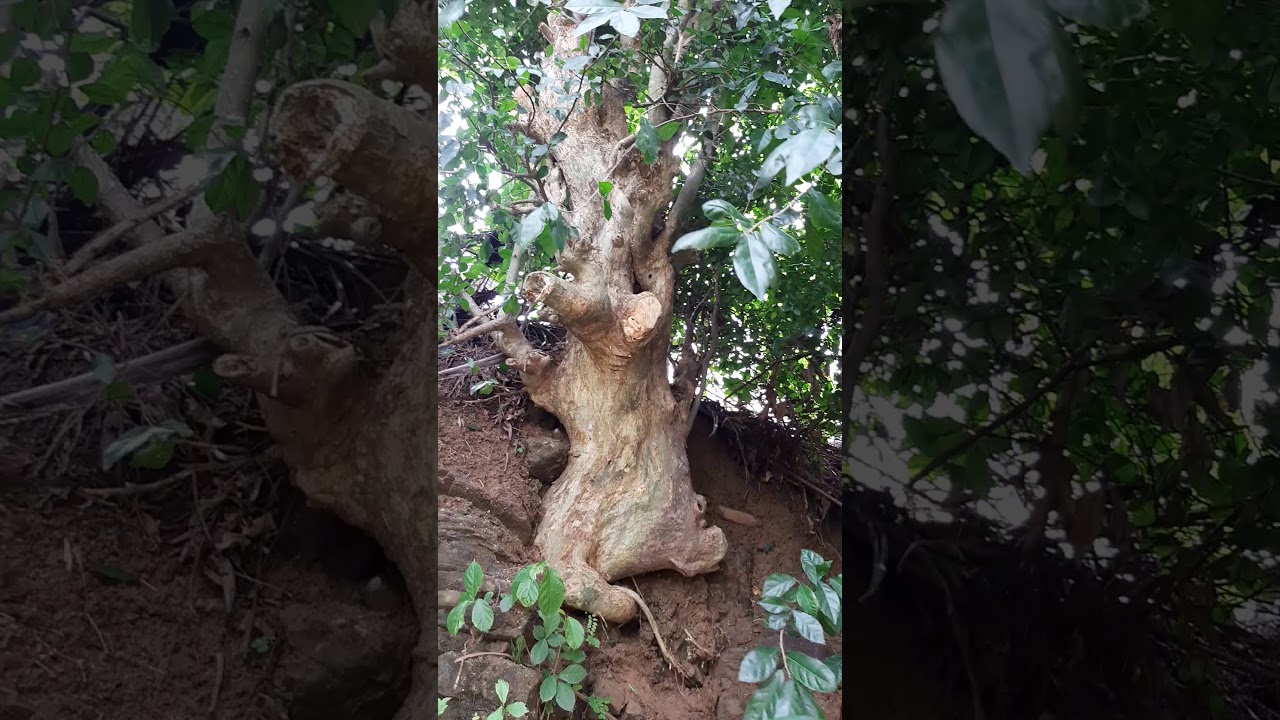 Berburu serut purba di pekalongan jawateng