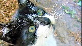 Lovely Cat Family: Tasty Adventures