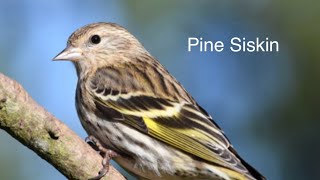 Learn about the Pine Siskin!