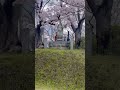 Japan 🌸 SAKURA SEASON. Beautiful location #sakura #japansakura #travel #fly #trending #viral
