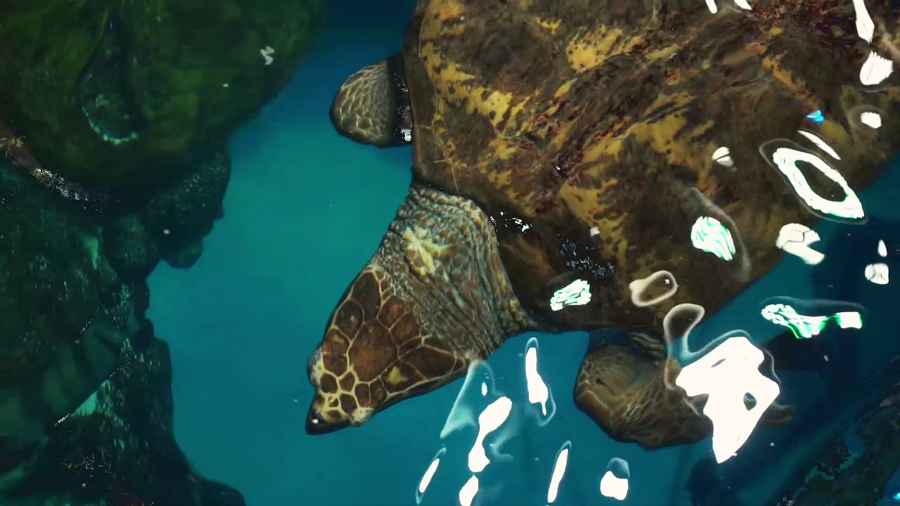 Boston Aquarium 2k18 YouTube