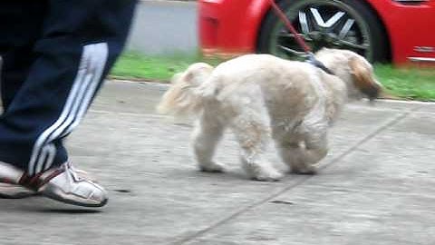 corrected bilateral antebrachial limb deformity.AVI