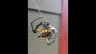 Golden Garden Spider wraps up large beetle.