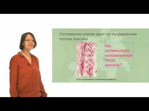 Видео: Как транспортируются ауксины в растениях?