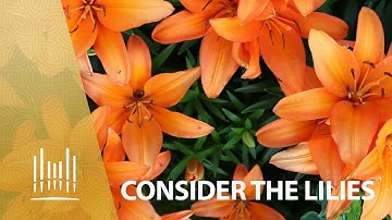 Thumbnail of Consider the Lilies, with Orchestra (2012) | The Tabernacle Choir