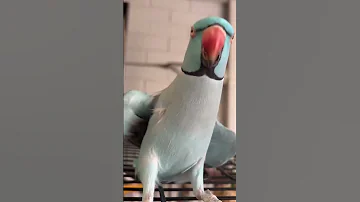 Gimmie Kiss Loving Parakeet Demands Kisses 