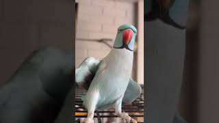 'Gimmie kiss!' Loving parakeet demands kisses!