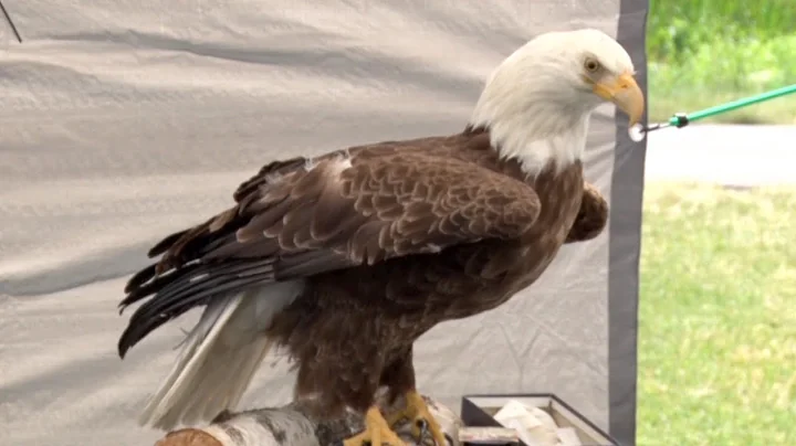 Northwoods Adventure: City Of Bemidji Celebrates E...