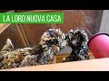 Il nuovo pollaio per le galline padovane