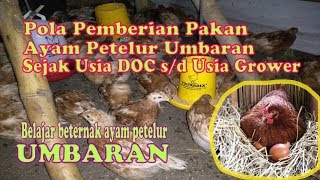 #usahaayampetelurumbaran Perawatan ayam petelur sejak DOC sampai usia grower
