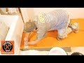 Schluter®-DITRA Tips Over Wood and Concrete in a Bathroom