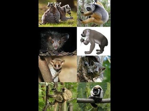 الرئيسيات رتبة من طائفة الثديات - المهندس/أشرف أسامة