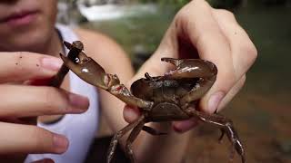 Freshwater Crab Research at Las Cruces Biological Station