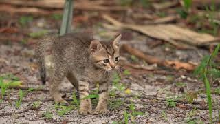 Kitten