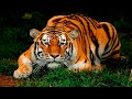 Bangladesh National Safari Park, Gazipur  | Nature & Life In Safari Park 2017 | Fun_Entertainment